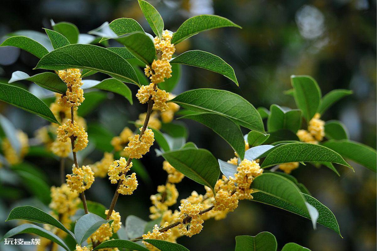 桂花树不开花是什么原因(桂花树开花又多又香的方法)-图片2